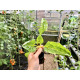 Pakiet Hydroponiczny do automatyzacji upraw w szklarni o powierzchni poniżej 10m² - Sensorie