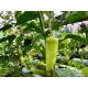 Pakiet Hydroponiczny do automatyzacji upraw w szklarni o powierzchni 15-20m² - Sensorie