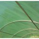 Szklarnia tunelowa warzywna 3x8m folia 200gr/m² wysokość 2,25m Green Protect
